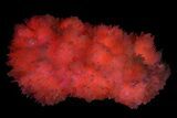 Pink Manganoan Calcite Crystal Cluster - Fluorescent! #350811-1